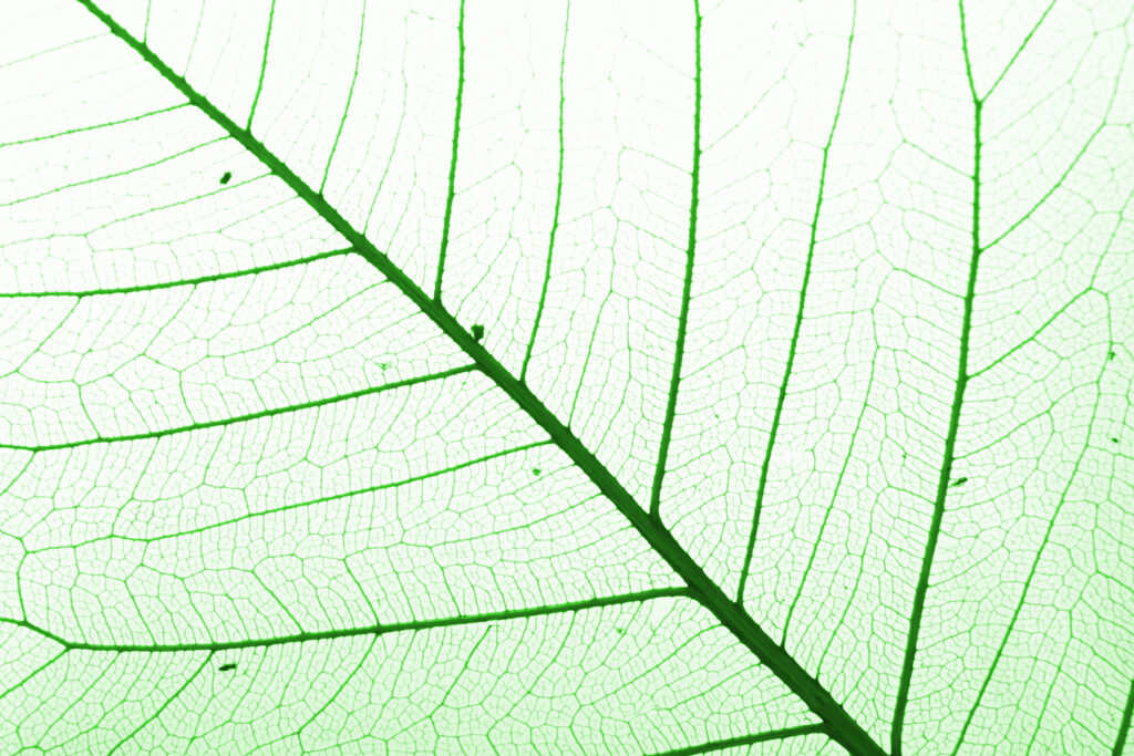 A leaf viewed with a powerful backlight showing the veins